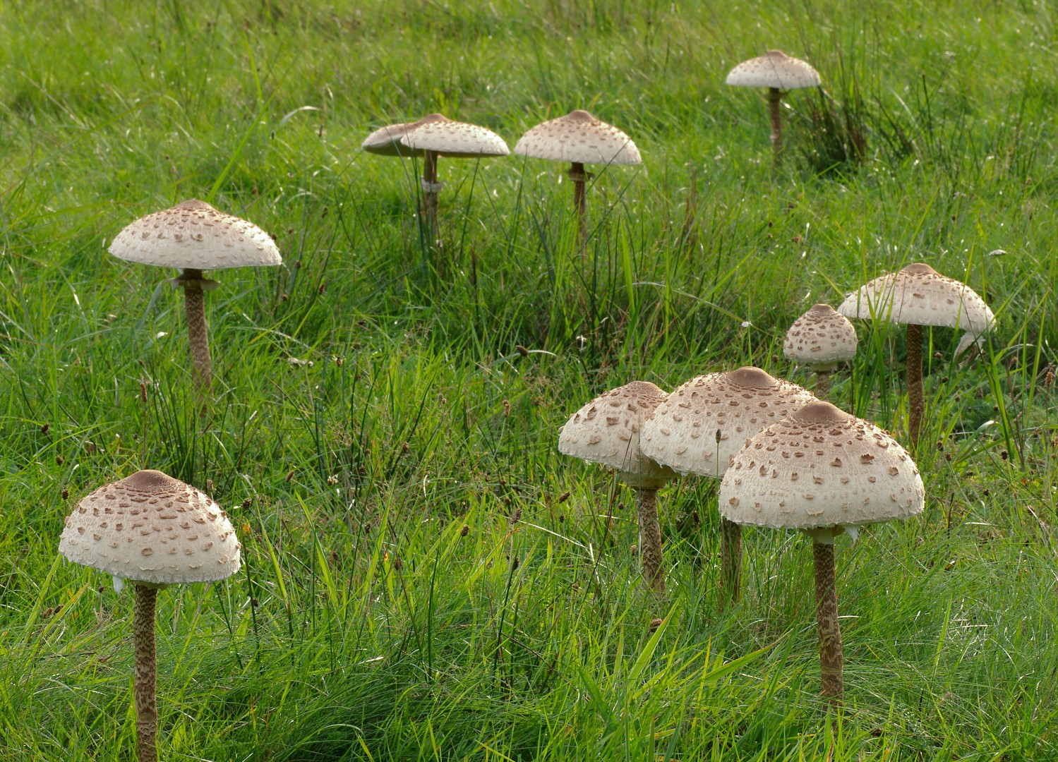 Mushrooms South Tyrol
